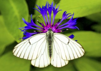 White Cabbage Butterfly Jigsaw Puzzle