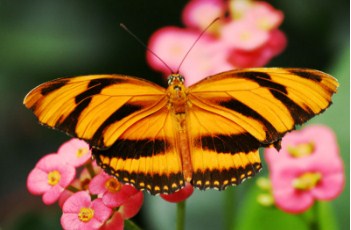 Orange Butterfly Jigsaw Puzzle