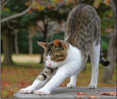 Cute Cat Stretching Jigsaw