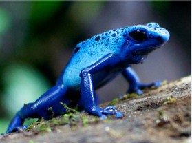 Blue Frog Jigsaw Puzzle