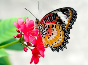 Butterfly In Flower Garden Jigsaw Puzzle