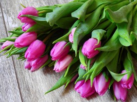 Dark Pink Tulips