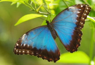 Menelaus Blue Morpho Butterfly Jigsaw Puzzle