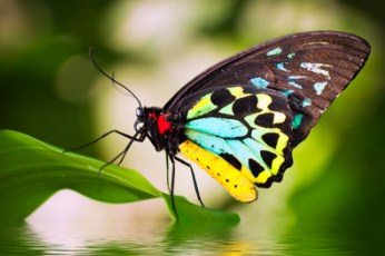 Cairns Birdwing Butterfly Jigsaw Puzzle