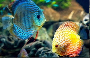 Orange Fish Blue Fish