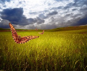 Butterfly Field