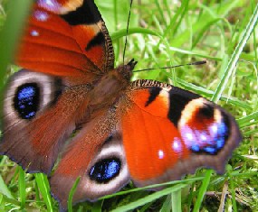 Flapping Butterfly