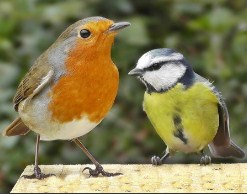 Garden Birds
