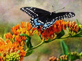 Black Butterfly On a Flower Jigsaw Puzzle