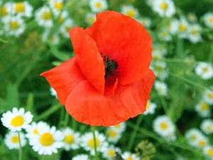 Red Poppy Jigsaw Puzzle