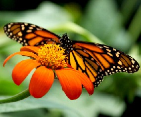 Monarch Butterfly