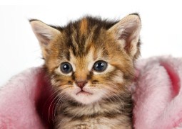 Kitten In Pink Blanket