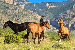 Wild Mustang Horses