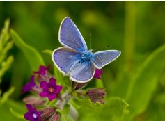 Common Blue Butterfly