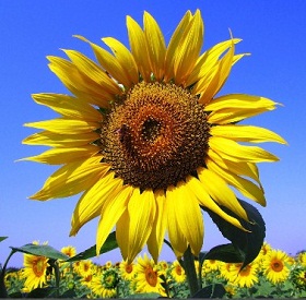 Sunflowers Jigsaw Planet