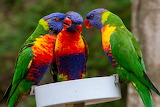 3 Parrots Jigsaw