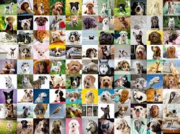 99 Lovable Dogs Jigsaw Puzzle