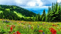 Afternoon on a Hill Jigsaw Puzzle