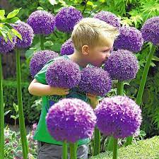 Allium Flowers 2 Jigsaw Puzzle