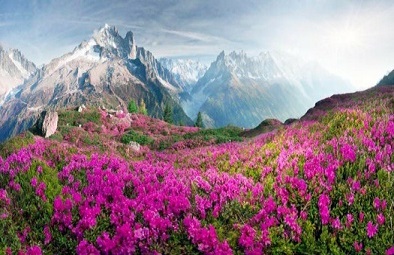 Alpine Rhododendrons Jigsaw Puzzle