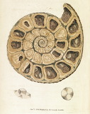 Ammonite Shell Jigsaw Puzzle