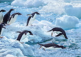 Antarctica Jigsaw Puzzle