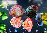 Aquarium Fish Jigsaw 2