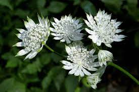 Astrantia Flowers 2 Jigsaw Puzzle