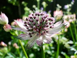 Astrantia Flowers Jigsaw Puzzle