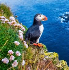 Atlantic Puffin Bird Jigsaw Puzzle