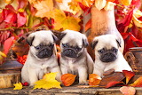 Autumn Pug Puppies Jigsaw Puzzle
