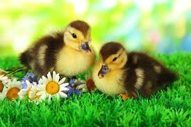 Baby Ducks On Grass Jigsaw Puzzle