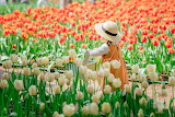 Baby in Tulip Field Jigsaw Puzzle
