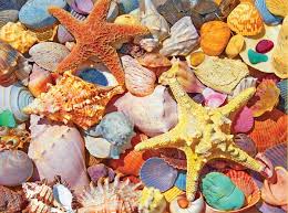 Desenhos de Beach Shells Jigsaw Puzzle para colorir