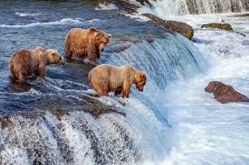 Bears in the Waterfall Jigsaw Puzzle