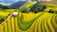 Beautiful Rice Fields Jigsaw Puzzle