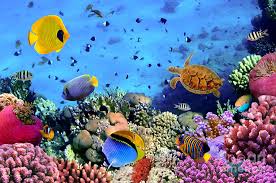 Beautiful Underwater Jigsaw Puzzle