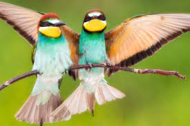 European Bee-Eater Bird Jigsaw Puzzle