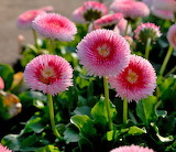 Bellis Perennis Jigsaw Puzzle