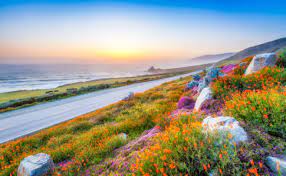 Big Sur Wildflowers Jigsaw Puzzle