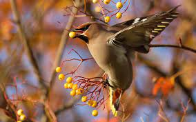 Bird Flying Berries Jigsaw Puzzle