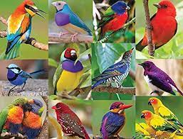 Birds of Paradise Jigsaw Puzzle
