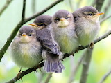 Birds on a Branch Jigsaw Puzzle