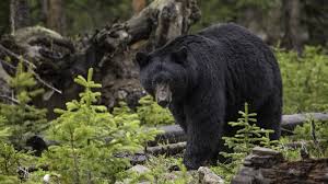 Black Bear in Natural Jigsaw Puzzle