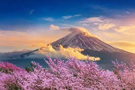 Blossom Season Mount Fuji Jigsaw Puzzle