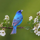 Blue Bird Jigsaw Puzzle