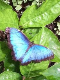 Blue Butterfly