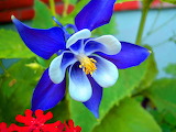 Blue Columbine Flowers Jigsaw Puzzle