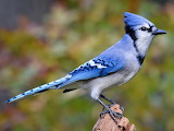 Blue Jay Jigsaw Puzzles