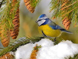 Blue Tit Bird Jigsaw Puzzle